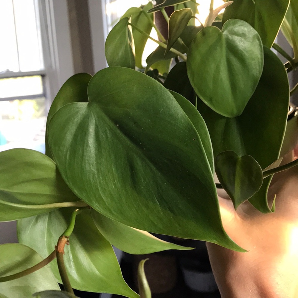 Heartleaf philodendron cutting - Picture 2 of 3